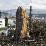 Après avoir collaboré à la sécurisation des arbres dans l’aire urbaine de La Chaux-de-Fonds, le personnel spécialisé du canton de Neuchâtel entreprend désormais les travaux nécessaires au sein des forêts.